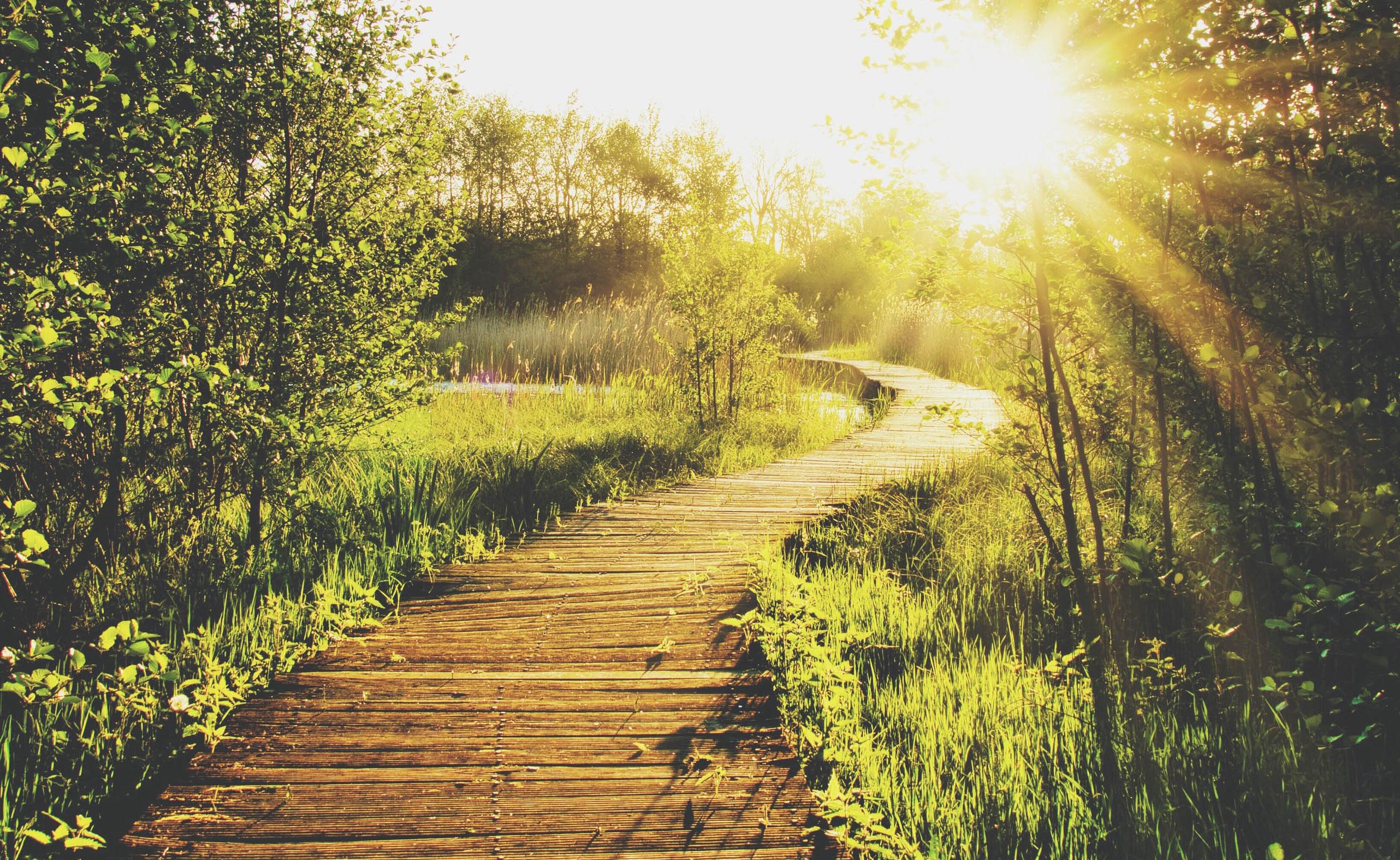 path through a wooded area